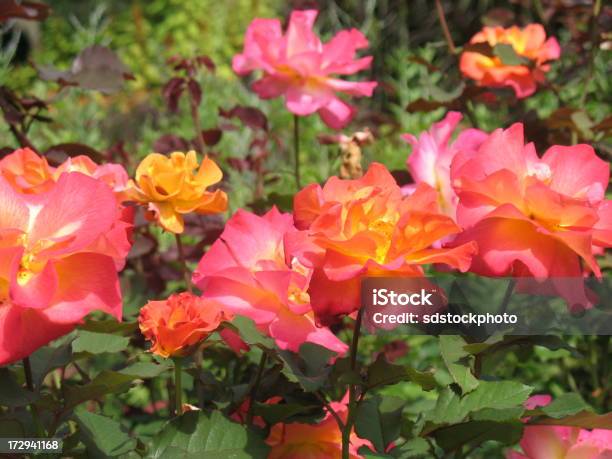 Vibrant Pink Hybrid Roses Stock Photo - Download Image Now - Abundance, Beauty, Beauty In Nature