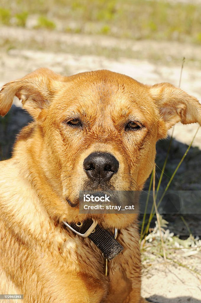 The Wise and Noble Mutt "A dog is hanging out on a beach, shown with collar and tags.Cato is a 1.5-year-old mixed-breed, a Ridgeback-shepherd cross (we think). She's a rescue dog." Animal Stock Photo