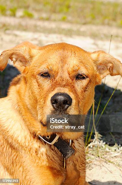 The Wise And Noble Mutt Stock Photo - Download Image Now - Animal, Animal Body Part, Animal Head