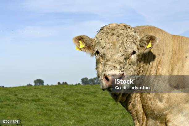 Photo libre de droit de Charolais banque d'images et plus d'images libres de droit de Blanc - Blanc, Bovin domestique, Vache