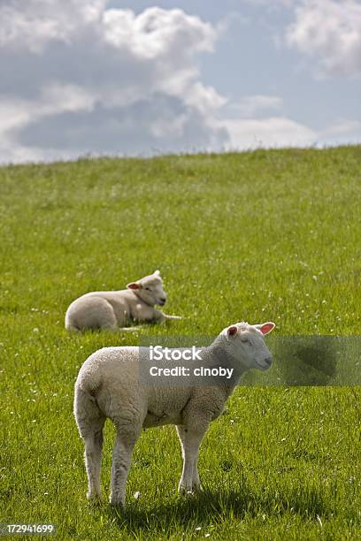 Photo libre de droit de Mouton banque d'images et plus d'images libres de droit de Agneau - Animal - Agneau - Animal, Animal nouveau-né, Beauté