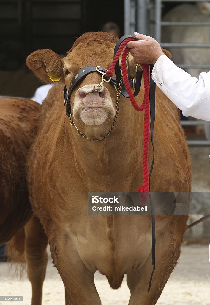 Bull in einem landwirtschaftlichen show - Lizenzfrei Ausstellung Stock-Foto