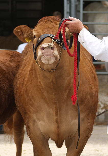 istock Bull at an agricultural show 172941813
