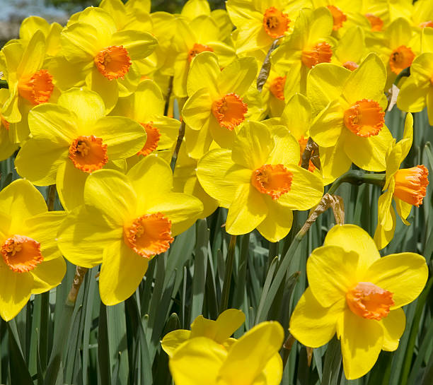 istock Flower Garden in close-up: Yellow  Daffodils 172941861