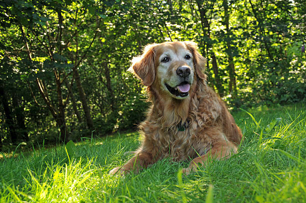 golden sonnenuntergang - nature dog alertness animal stock-fotos und bilder