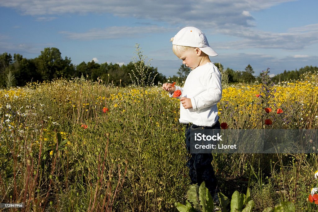 Kleiner Junge mit Poppies in das Feld - Lizenzfrei 2-3 Jahre Stock-Foto