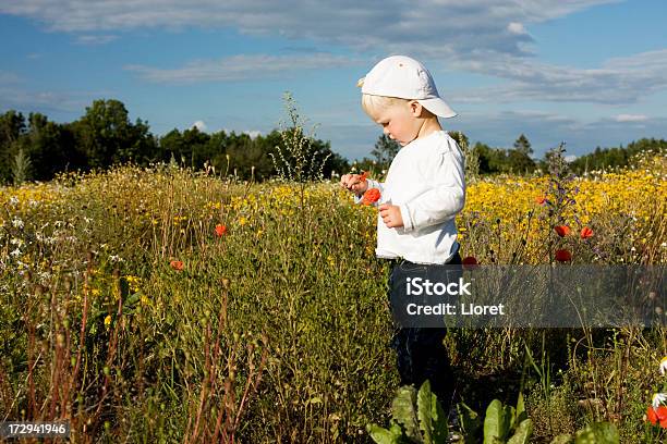 Little Boy With Poppies En El Campo Foto de stock y más banco de imágenes de 2-3 años - 2-3 años, Agricultura, Aire libre