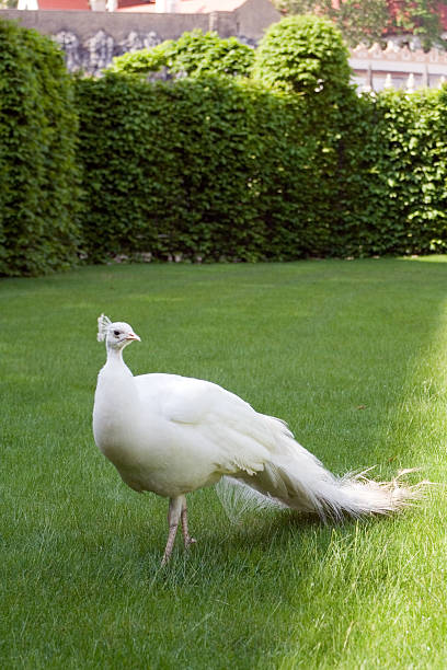 istock Albino peacock in the palace gardens 172941958