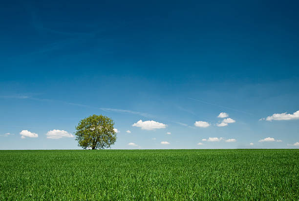 istock Spring landscape - lonely tree, green field, the blue sky 172942028