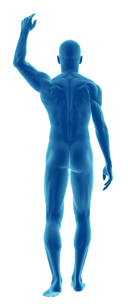 istock Human body of a man with arm over his head 172942305