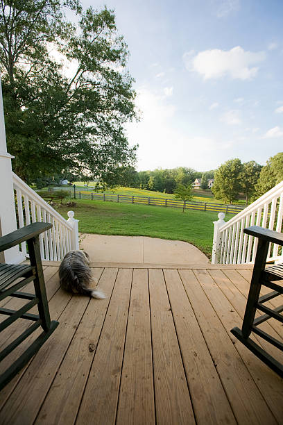 Front Porch View dog resting on front porch looking out over pasture front porch stock pictures, royalty-free photos & images