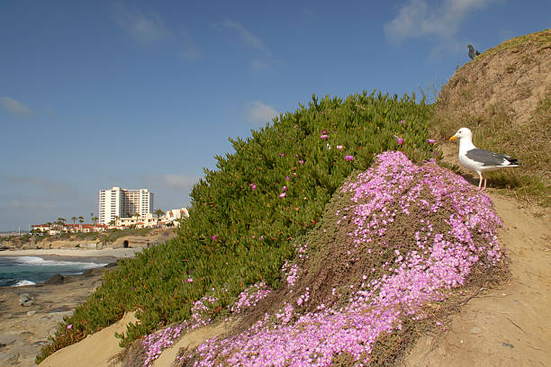 carpobrotus, growing on the coast of Cyprus, aya napa