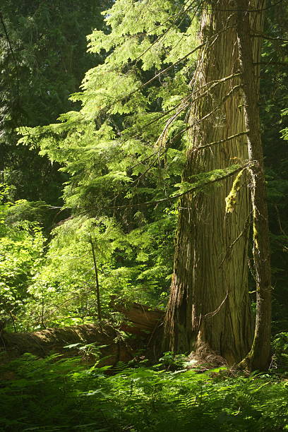 кедровые леса солнечный луч природный спокойствие - tree forest atlantic white cedar evergreen tree стоковые фото и изображения