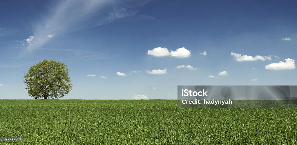 Spring landscape - lonely tree, meadow, the blue sky  Agricultural Field Stock Photo