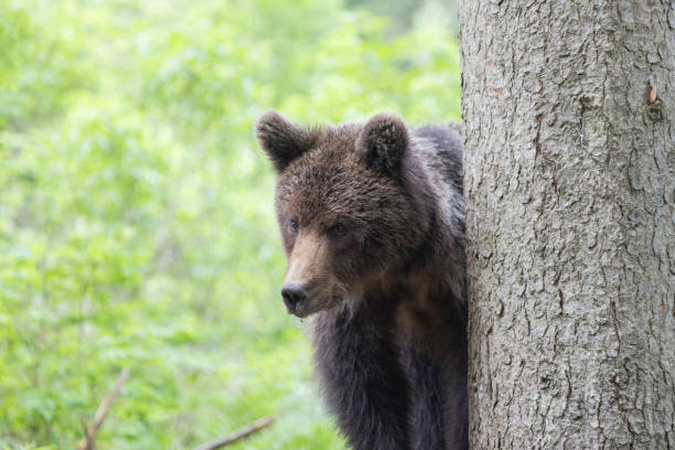 istock brown bear in green spruce forest 1729427985
