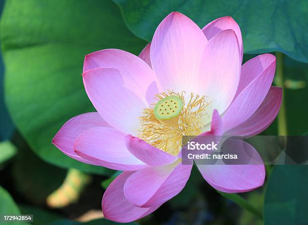 Lotus - Fotografie stock e altre immagini di Bellezza - Bellezza, Buddismo, Close-up
