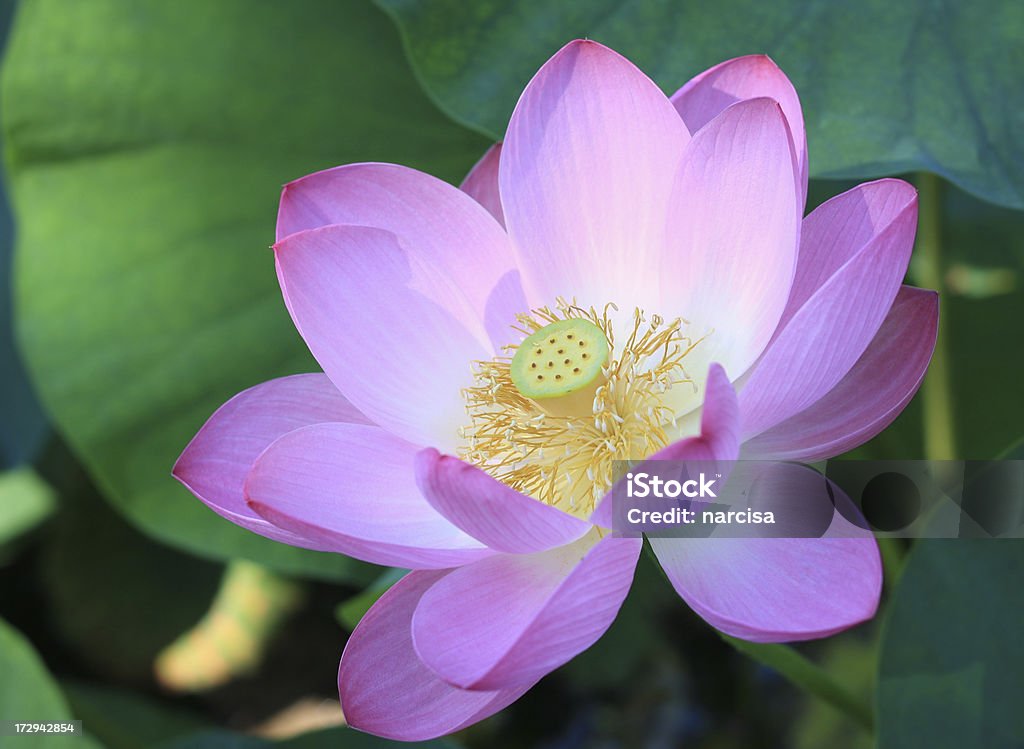 lotus - Foto de stock de Amarelo royalty-free