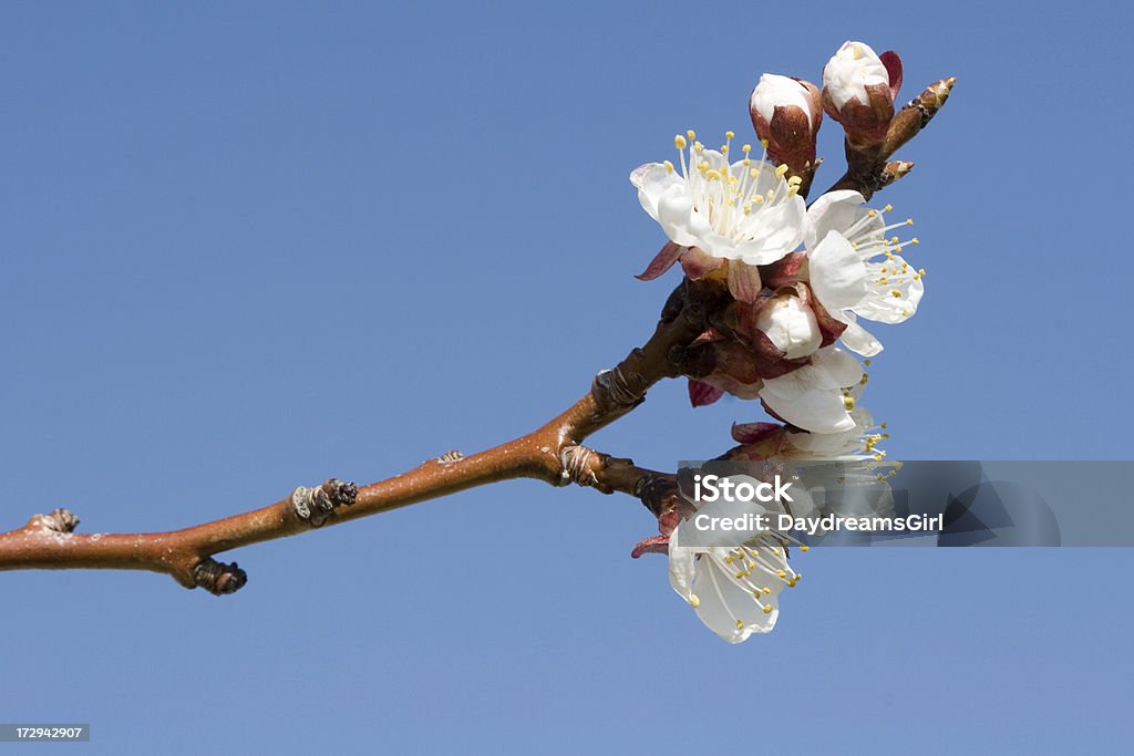 果樹の花 - アプリコットのロイヤリティフリーストックフォト