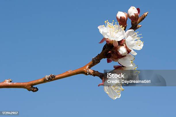 Árvore De Fruto Flores - Fotografias de stock e mais imagens de Agricultura - Agricultura, Alperceiro, Ameixieira