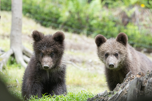 cute brown bear baby cubs in a green summer forest