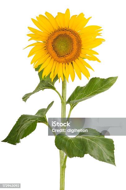 Bellissimo Girasole Su Sfondo Bianco - Fotografie stock e altre immagini di Girasole - Girasole, Foglia, Sfondo bianco