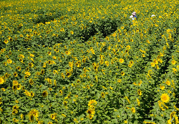 Tournesol Maze - Photo