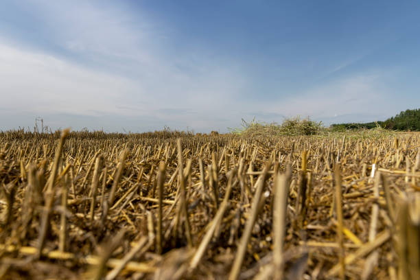 istock wheat golden and sharp stubble after harvesting 1729431229