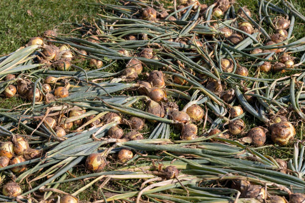 istock onion harvest during drying in the garden 1729432984