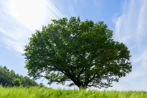 a lonely oak with green foliage in the summer, a beautiful oak tree in sunny weather
