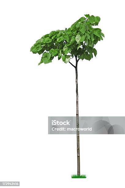 Tree Isoliert Stockfoto und mehr Bilder von Eiche - Eiche, Klein, Ast - Pflanzenbestandteil