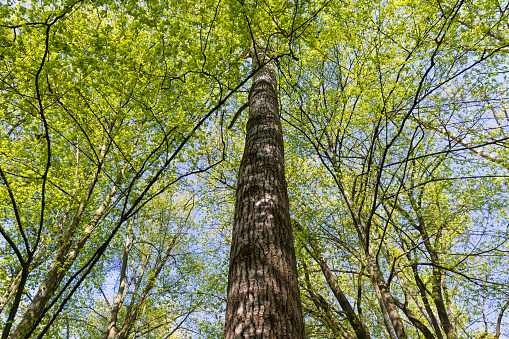 beautiful green foliage of hornbeam trees in sunny weather, beautiful green foliage of hornbeam in warm clear weather