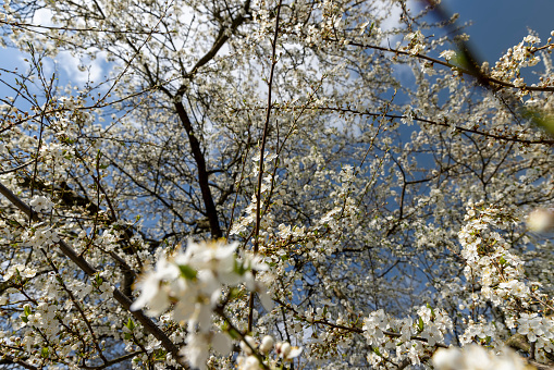 cherry blossoms in the orchard in spring, beautiful white flowers on the fruit cherry during pollination