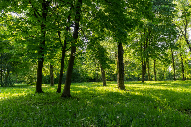 istock deciduous trees with green foliage in spring, green foliage 1729434204