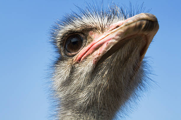 istock Portrait of an Ostrich 172943447