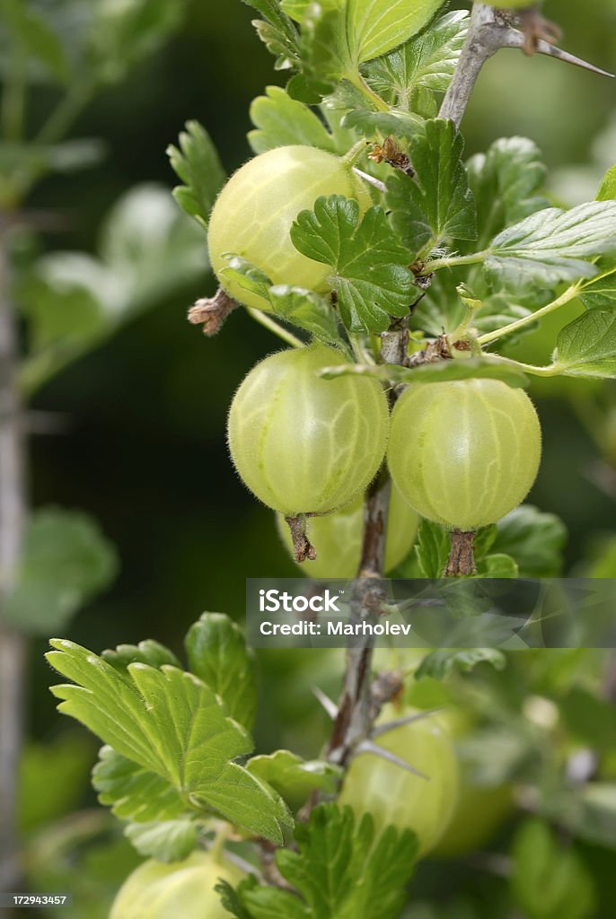 Ramita de grosella espinosa - Foto de stock de Alimento libre de derechos
