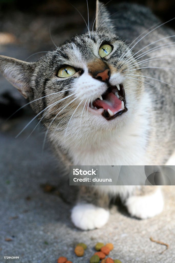 Angry Sibilação gato - Foto de stock de Gato doméstico royalty-free