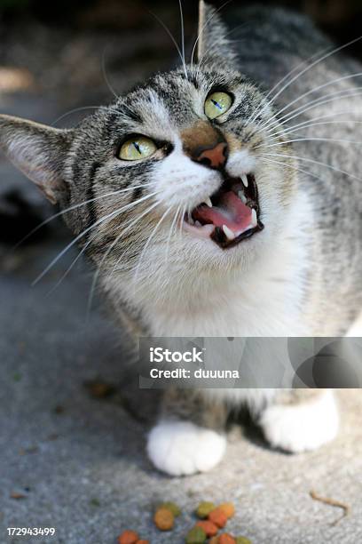 Foto de Angry Sibilação Gato e mais fotos de stock de Gato doméstico - Gato doméstico, Gato não domesticado, Sibilação