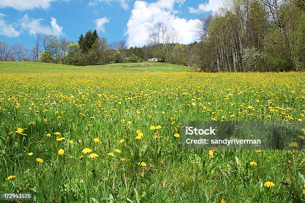 Prado De Diente De León Foto de stock y más banco de imágenes de Aire libre - Aire libre, Alemania, Allgau