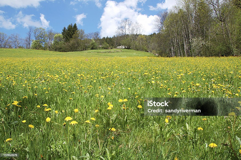 Dandelions Prato - Foto stock royalty-free di Albero