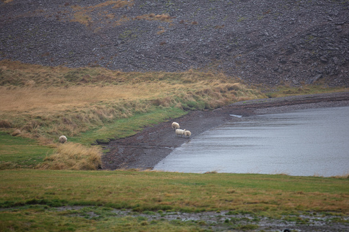 Wild horses roaming freely in beautiful nature