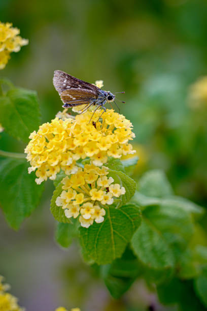 istock A delicate yellow butterfly on a blooming lantana flower. 1729437358