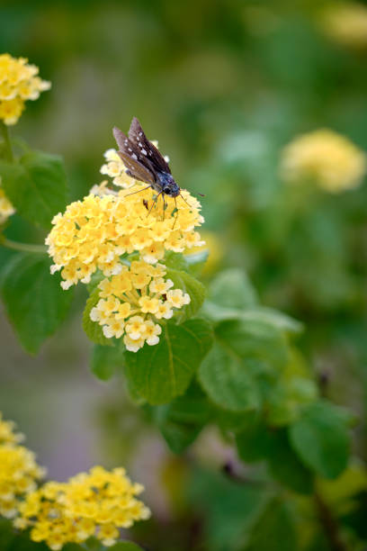 istock A delicate yellow butterfly on a blooming lantana flower. 1729437544