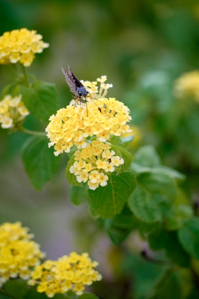 istock A delicate yellow butterfly on a blooming lantana flower. 1729437637