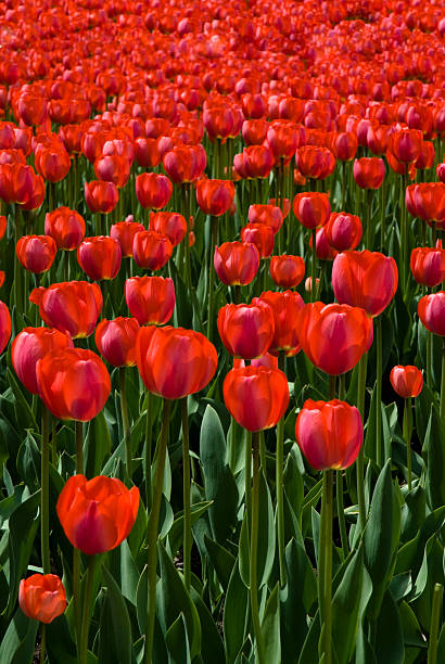 Tulipanes rojos - foto de stock