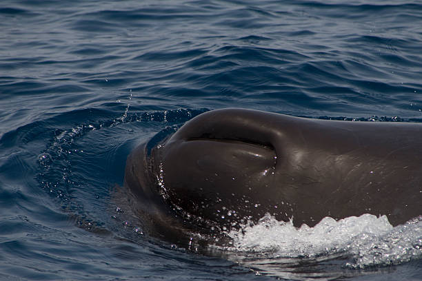 istock Head of a Sperm Whale 172944009