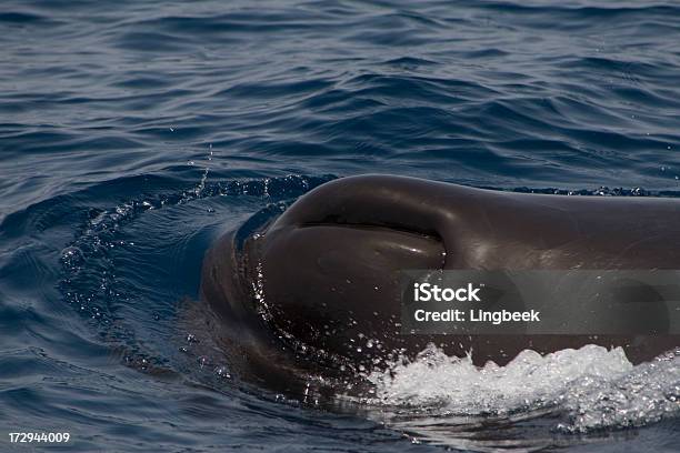 Cabeça De Um Cachalote - Fotografias de stock e mais imagens de Cachalote - Cachalote, Animal, Animal selvagem