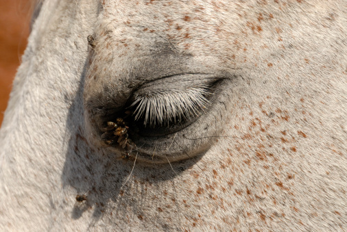 Horse profile with emphasis on the eye.See my other Wild Horses!