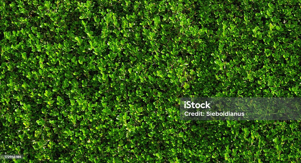 Box hedge with green leafs. A full frame close-up of a vibrant, healthy Box hedge or Buxus sempervirens hedge with green leafs. This photo is edited to create a seamless texture, both horizontally as well as vertically. Please see my portfolio for other box-hedge textures fitting seamlessly to this one. Hedge Stock Photo