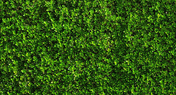 Box hedge with green leafs. stock photo