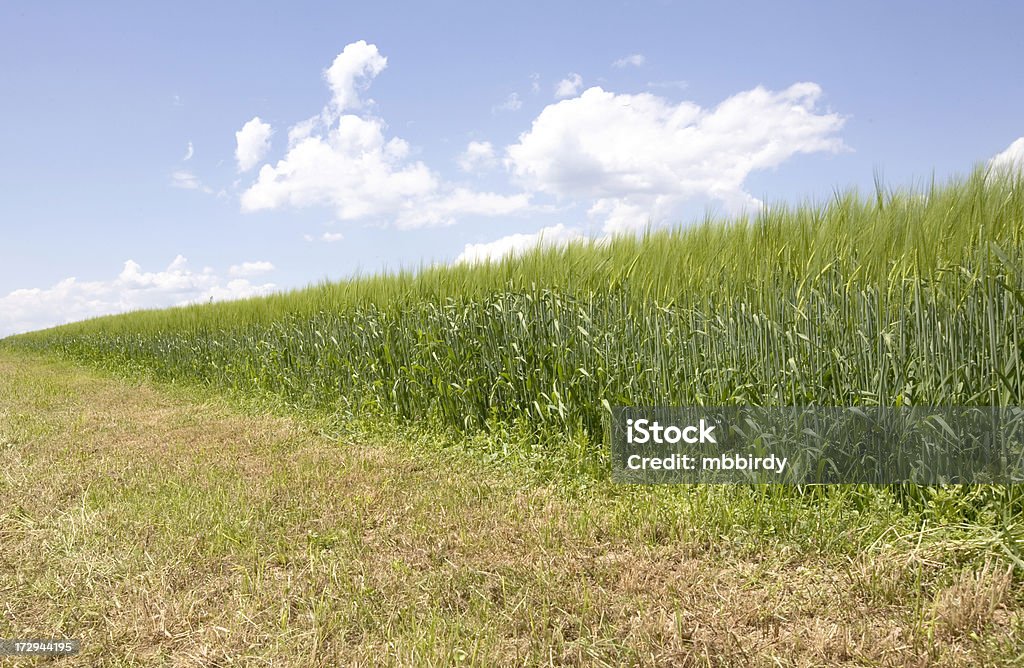 Trigo campo e céu azul - Royalty-free Agricultura Foto de stock